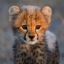 GrEeK ChEeTaH