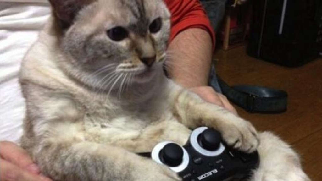 Βοηθήστε αδέσποτες γάτες παίζοντας games